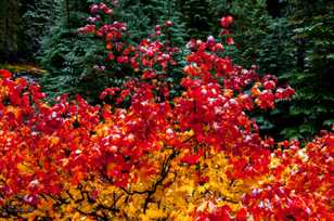 Vine Maples-7703